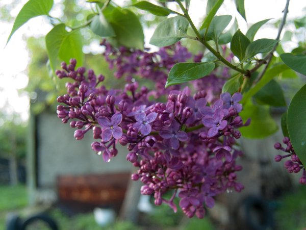 Сирень обыкновенная цветение