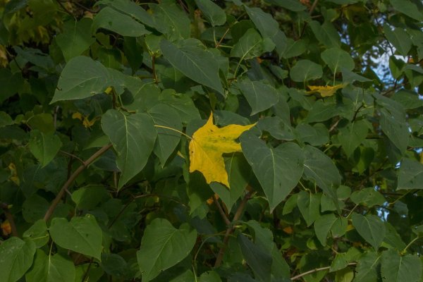 Сирень обыкновенная осень