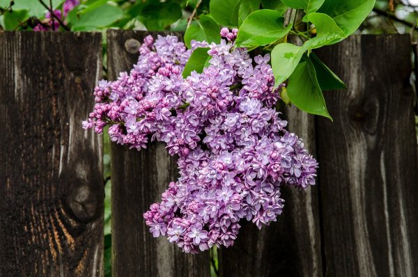 Сирень Стефан Маковецкий