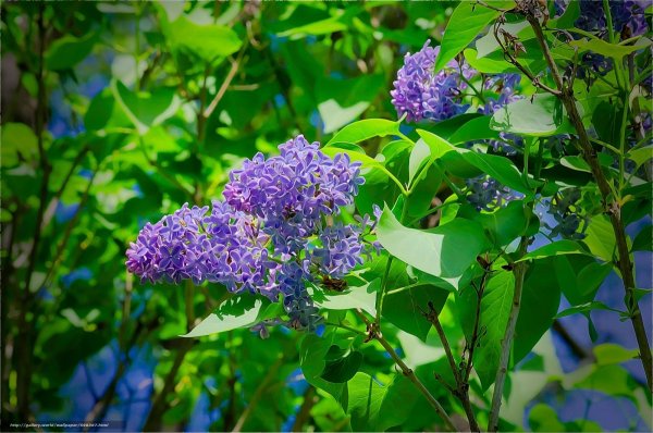 Сирень листовая растения