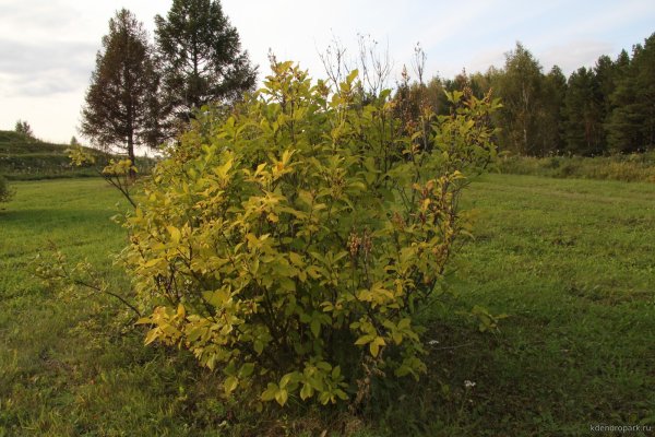 Сирень обыкновенная осень