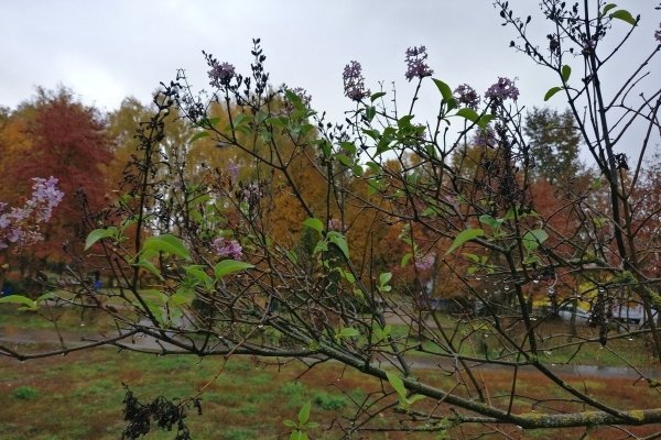 Сирень венгерская куст осенью