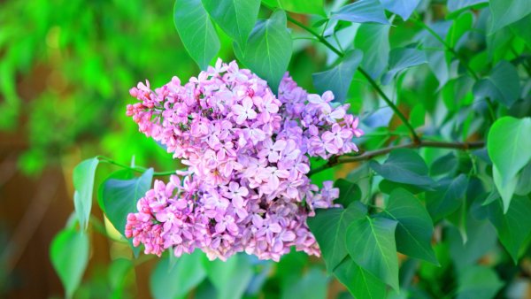 Сирень обыкновенная листья