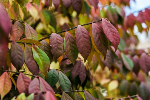 Листья сирени осенью
