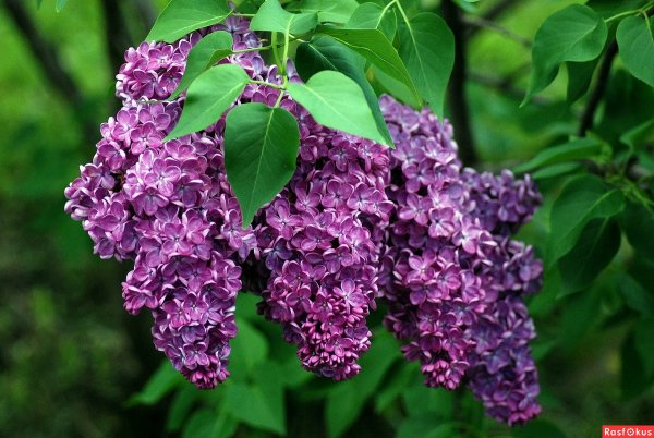 Сирень Везувий