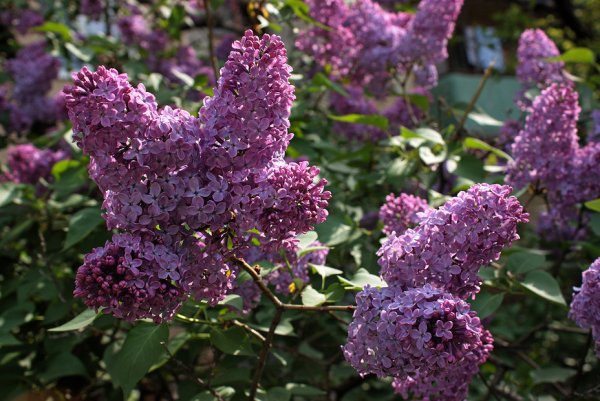 Сиреневое чудо