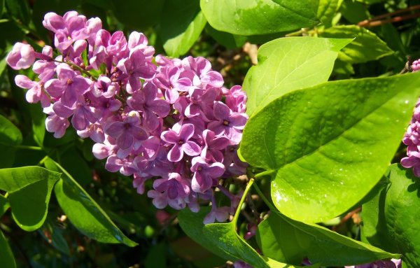 Сирень обыкновенная