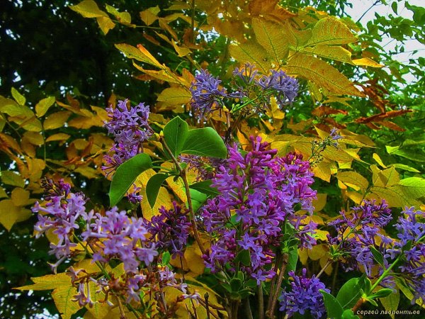 Сирень обыкновенная диво Дивное