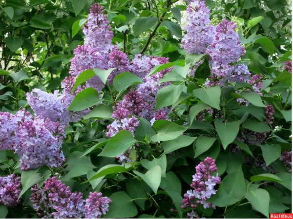 Сирень лиловая пирамида