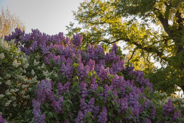 Сирень привитая