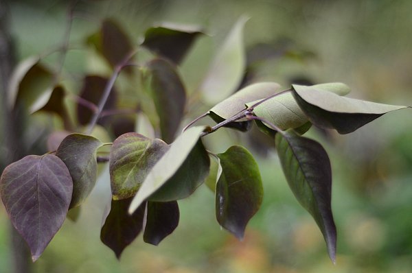 Осенний лист сирени