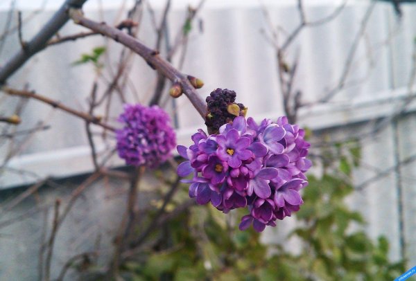 Сирень цветение в Севастополе