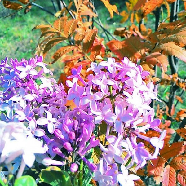 Сирень в Омске