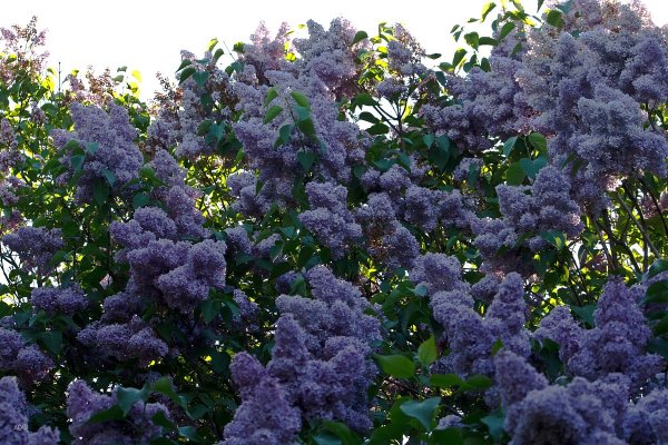 Сирень отогнутая