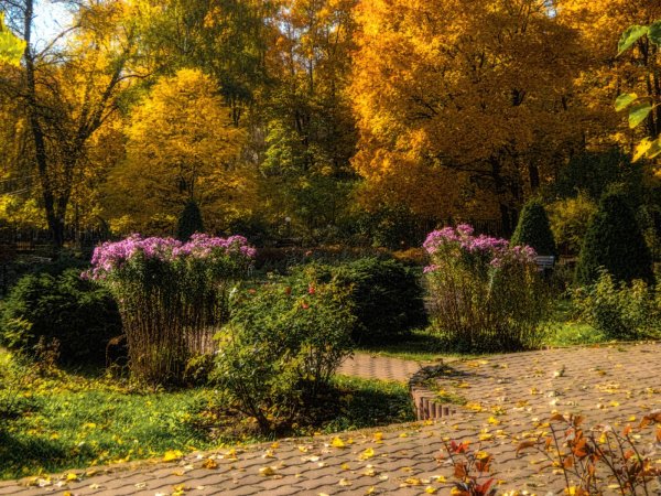 Парк Сокольники Москва осенью