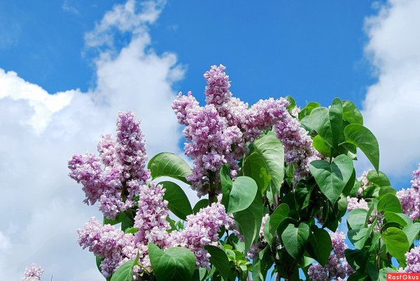 Майские цветочки