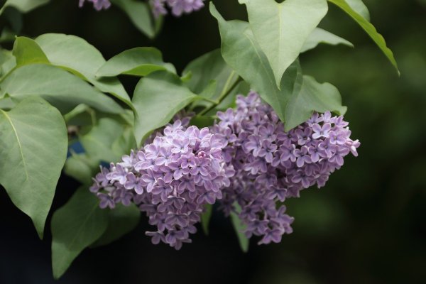 Семилистная сирень