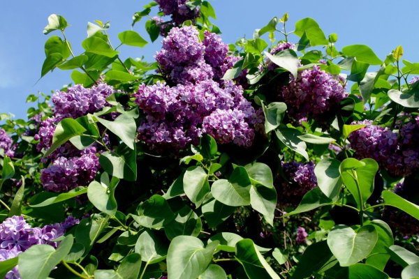 Сирень бульденеж