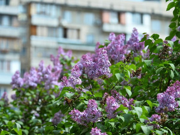 Сирень шиповник