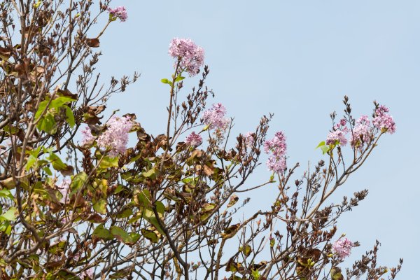 Засохшая сирень