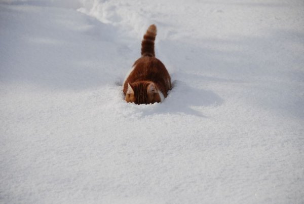 Кот в снегу прикол