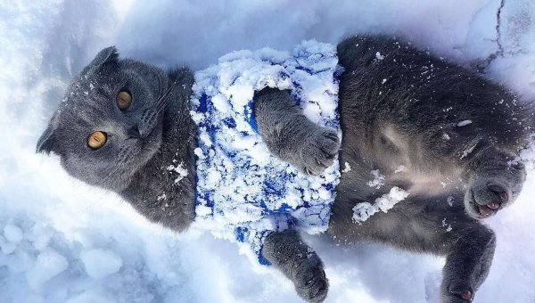 Британский кот в снегу