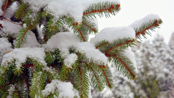 Зимние растения