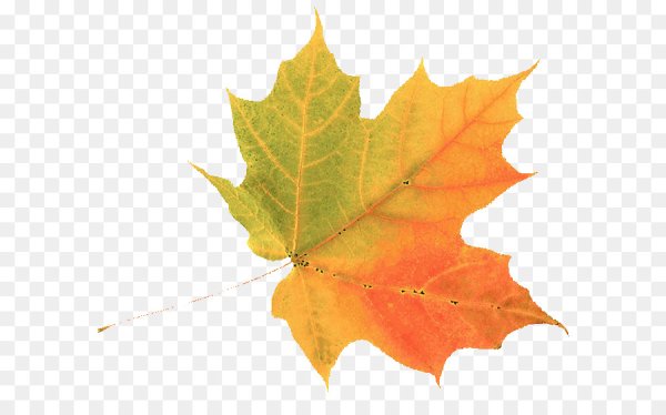 Листики клена для презентации