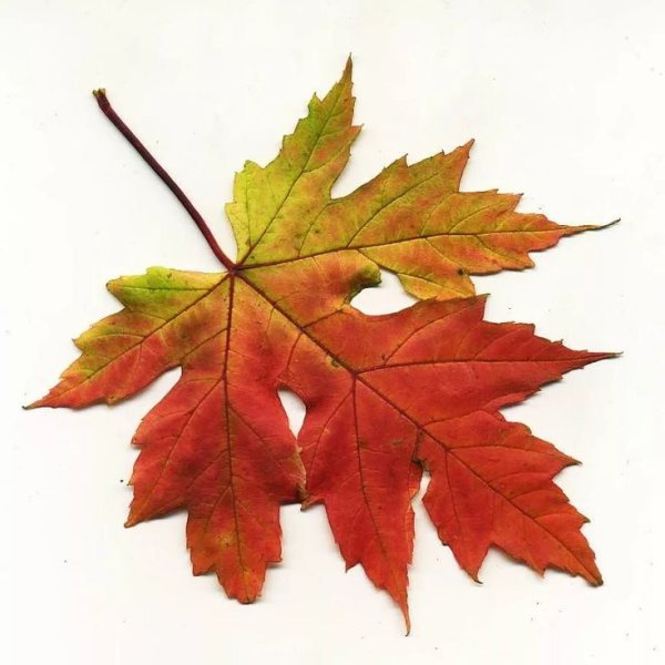 Листья деревьев