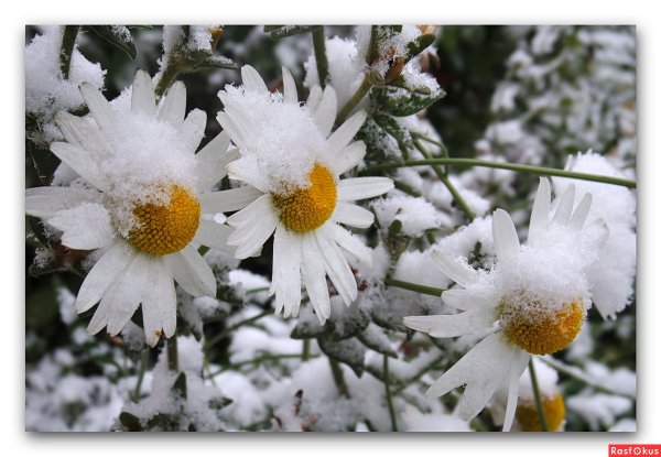 Ромашки зимой