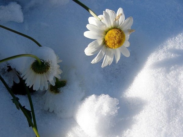 Ромашки под снегом