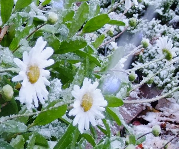 Ромашки под снегом