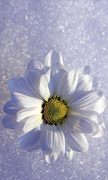 Ромашки в снегу