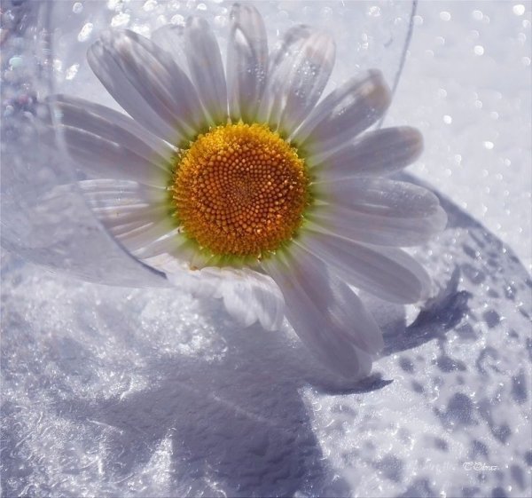 Ромашки зимой