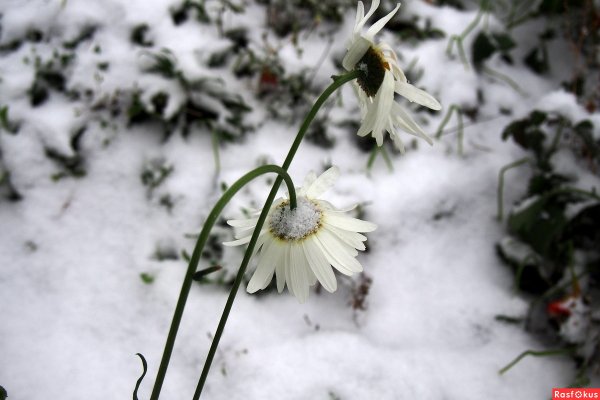 Ромашки зимой