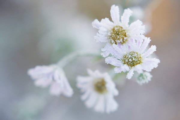 Ромашки зимой