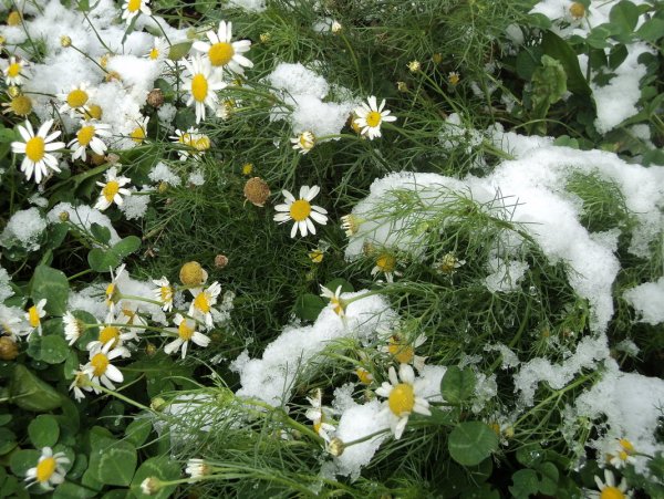 Замерзшая Ромашка