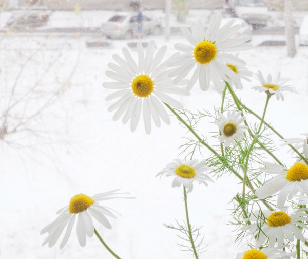 Ромашки в снегу