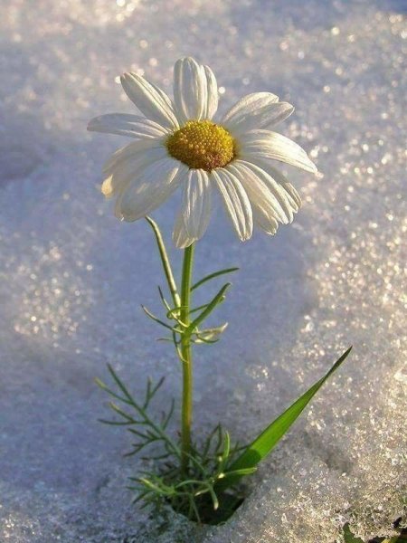 Ромашки под снегом