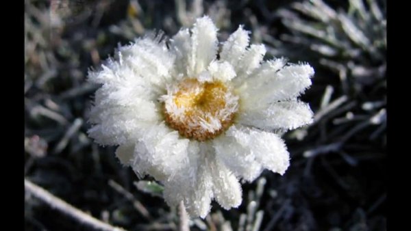 Замерзшая Ромашка