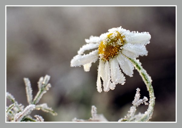 Ромашки в снегу