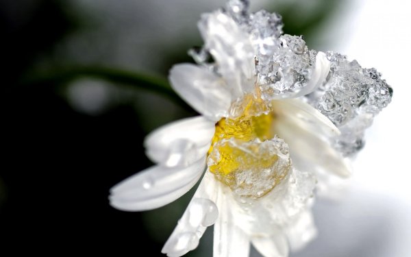 Ромашки в снегу