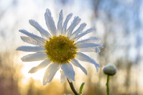 Ромашка Макросъемка