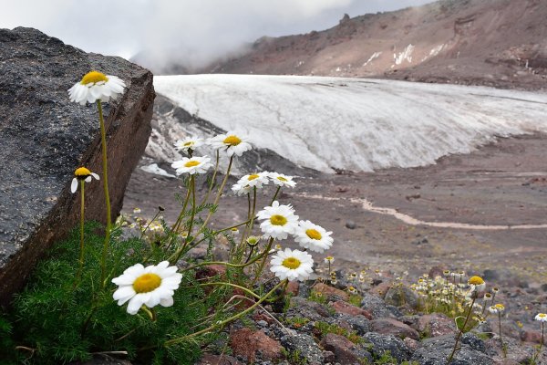 Крымская Ромашка