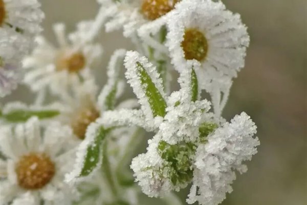 Ромашки под снегом