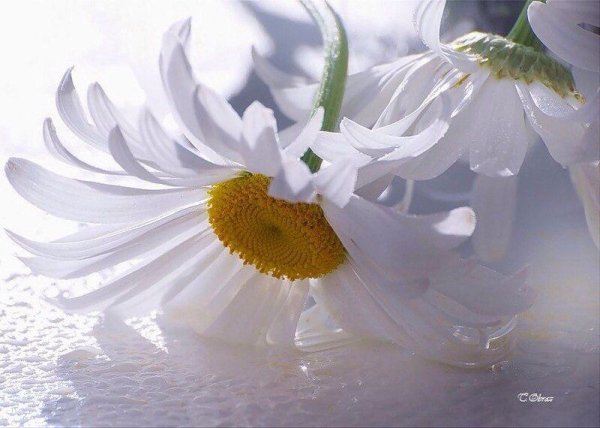 Нежность ромашки