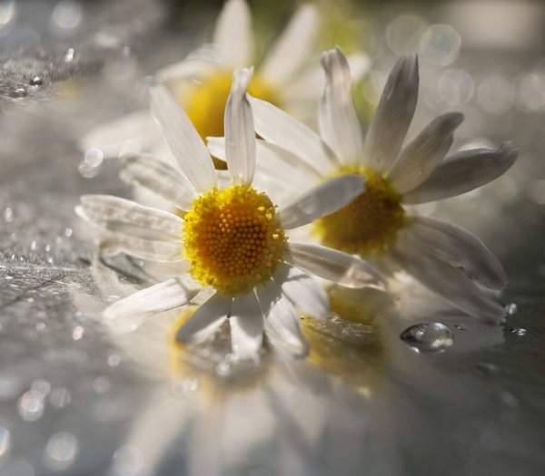 Ромашка Макросъемка