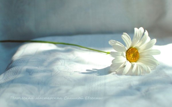 Ромашки лежат на столе