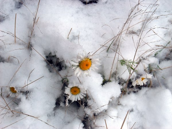 Ромашки под снегом
