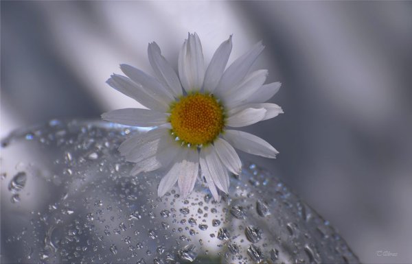 Ромашка с капельками